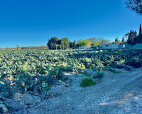 Venta - Finca - Guardamar del Segura